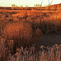 Arizona Meadow