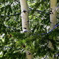 Colorado Birch Trees