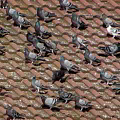 Pigeons on the Roof