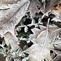Pin Oak Leaves 1