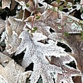 Pin Oak Leaves 2