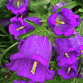 Purple Bellflowers