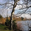 Seattle Tree