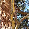 Strong Pine