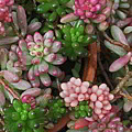 Succulent Jewels