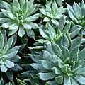Succulent Stars