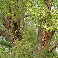 Summer Trees